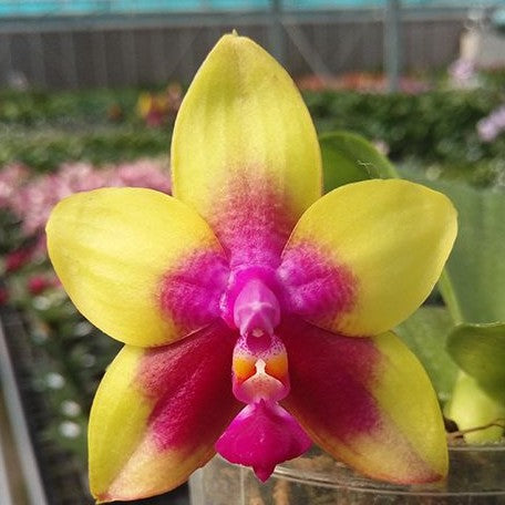 Phalaenopsis Miki Mok Choi Bear Queen '774' 2.5"