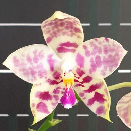 Phalaenopsis Lyndon Mix Zebra '822' 2.5"