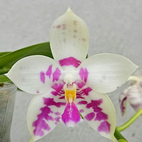 Phalaenopsis Lyndon Mix Zebra '822' 2.5"