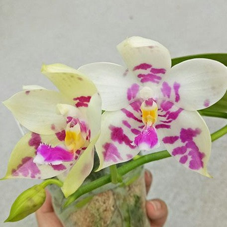 Phalaenopsis Lyndon Mix Zebra '822' 2.5"