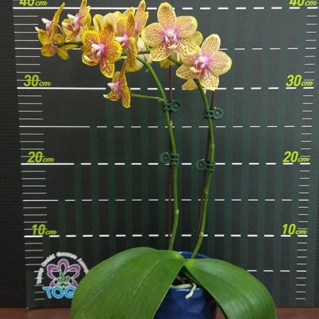 Phalaenopsis Twilight Angel '553' 2.5"