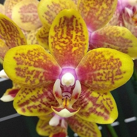 Phalaenopsis Twilight Angel '553' 2.5"