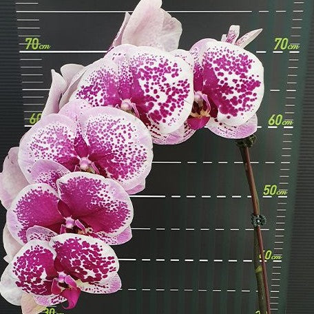 Phalaenopsis Miki White Peach '89' 2.5"