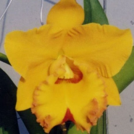 Rhyncholaeliocattleya Village Chief Headache 2.5"