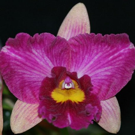 Rhyncholaeliocattleya Hsinying Scarlet 'Flame Dance' 1.7"