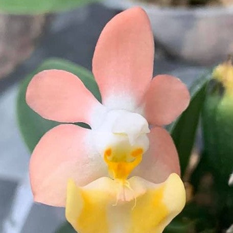 Phalaenopsis lobbii var. (flava × pink) 1.7"