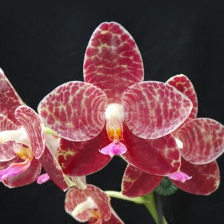 Phalaenopsis Ohl Flame (= Princess Kaiulani × gigantea ) 2.5"