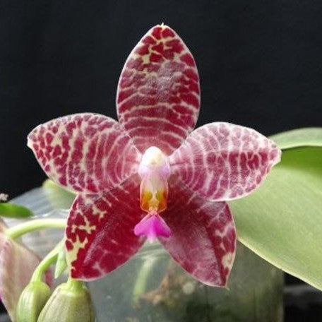 Phalaenopsis Ohl Flame (= Princess Kaiulani × gigantea ) 2.5" Fragrant