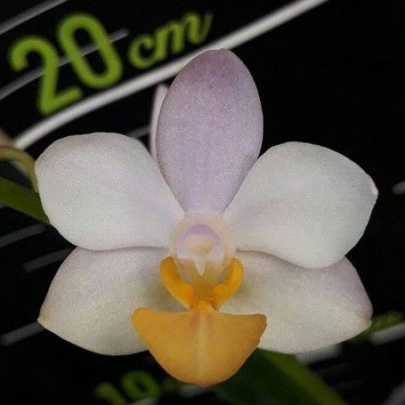 Phalaenopsis Liu's Triprince 'PYL' 2.5"