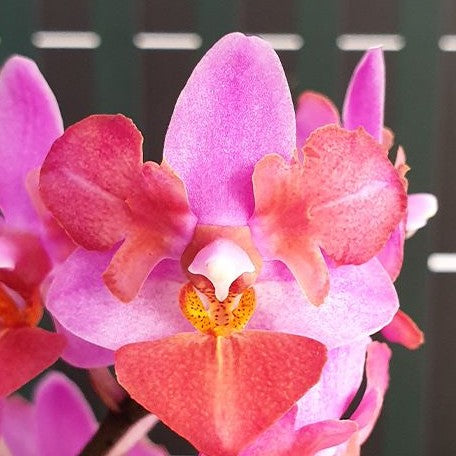 Phalaenopsis Liu's Triprince 'Pink' (peloric 2 eyes) 2.5"