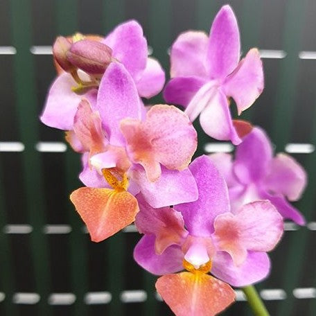 Phalaenopsis Liu's Triprince 'Pink' (peloric 2 eyes) 2.5"