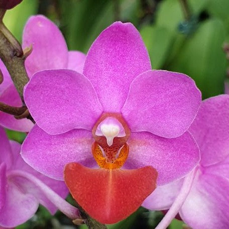 Phalaenopsis Liu's Triprince 'Pink' (peloric 2 eyes) 2.5"