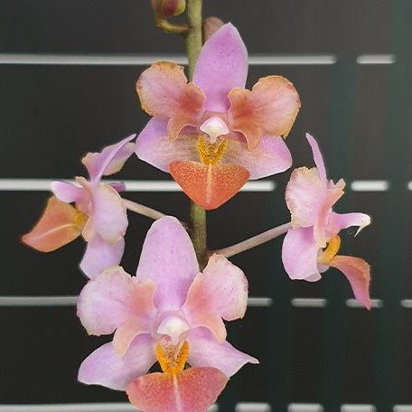 Phalaenopsis Liu's Triprince 'Pink' (peloric 2 eyes) 2.5"