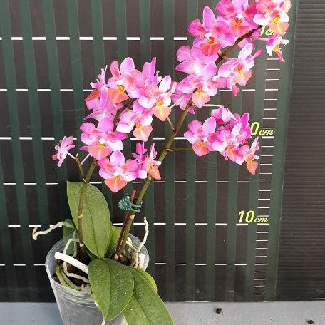 Phalaenopsis Liu's Triprince 'Pink' (peloric 2 eyes) 2.5"