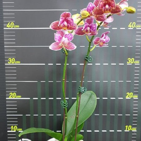 Phalaenopsis Miki Mouse (peloric) 2.5"