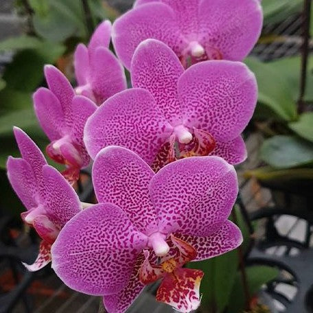 Phalaenopsis Shyang Fa Pink Pearl 2.5"