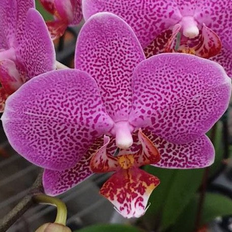 Phalaenopsis Shyang Fa Pink Pearl 2.5"