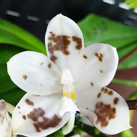 Phalaenopsis speciosa 'Brown Spots' 2.5"