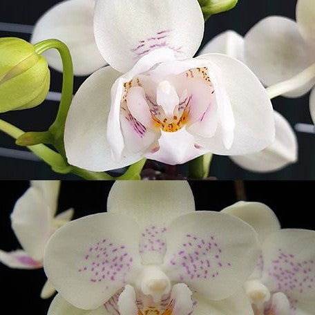 Phalaenopsis Younghome Lucky Star '0020' (peloric) (5477P:G)