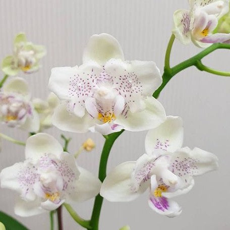 Phalaenopsis Younghome Lucky Star '0020' (peloric) (5477P:G)