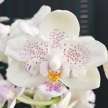 Phalaenopsis Younghome Lucky Star '0020' (peloric) (5477P:G)