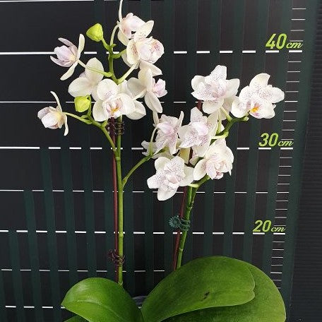 Phalaenopsis Younghome Lucky Star '0020' (peloric) (5477P:G)