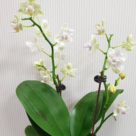 Phalaenopsis Younghome Lucky Star '0020' (peloric) (5477P:G)