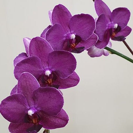 Phalaenopsis I Hsin Pixie Reds 2.5"