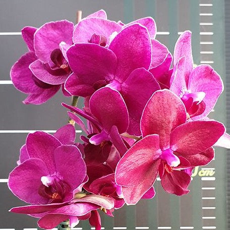 Phalaenopsis I Hsin Pixie Reds 2.5"