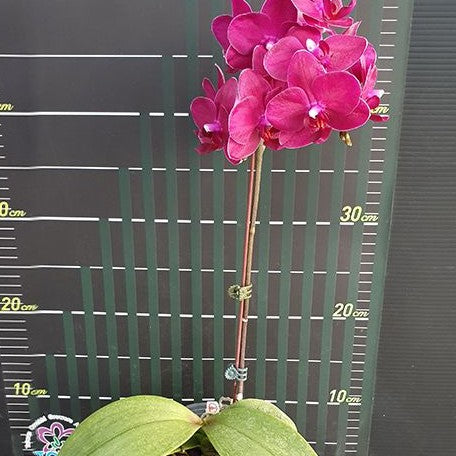 Phalaenopsis I Hsin Pixie Reds 2.5"