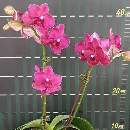 Phalaenopsis I Hsin Pixie Reds 2.5"