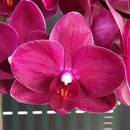 Phalaenopsis I Hsin Pixie Reds 2.5"