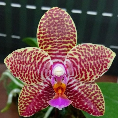 Phalaenopsis Perfection Is 'Chen' 2.5" Fragrant