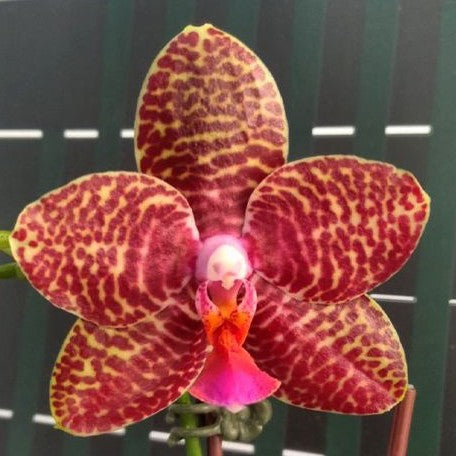 Phalaenopsis Perfection Is 'Chen' 2.5" Fragrant