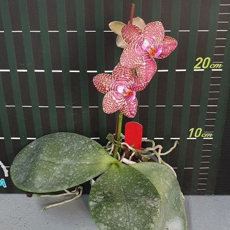 Phalaenopsis Perfection Is 'Chen' 2.5" Fragrant