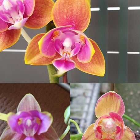 Phalaenopsis Arakaki Dragon × Golden Cupid 2.5" Fragrant