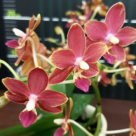 Phalaenopsis Nobby's Pacific Sunset × Yaphon Perfume 2.5"