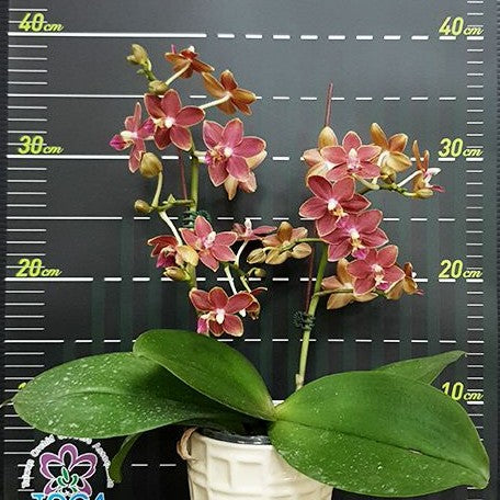 Phalaenopsis Nobby's Pacific Sunset × Yaphon Perfume 2.5"