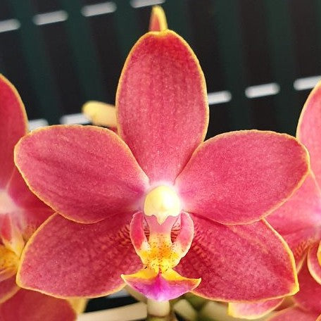 Phalaenopsis Nobby's Pacific Sunset × Yaphon Perfume 2.5"