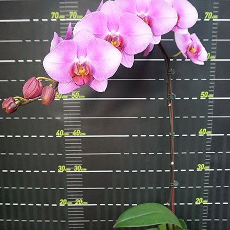 Phalaenopsis Miki Pink Lady '1345' 2.5"