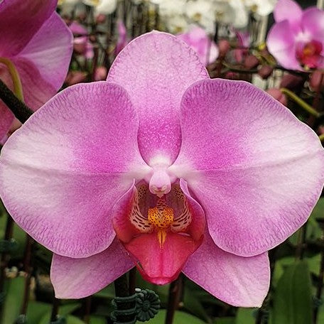 Phalaenopsis Miki Pink Lady '1345' 2.5"