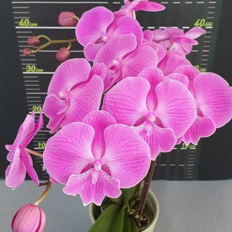 Phalaenopsis Miki Strawberry Freckle '118' 2.5"