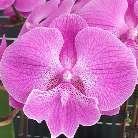 Phalaenopsis Miki Strawberry Freckle '118' 2.5"