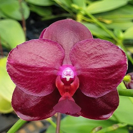 Phalaenopsis Sogo Relex '1661' 2.5" Fragrant