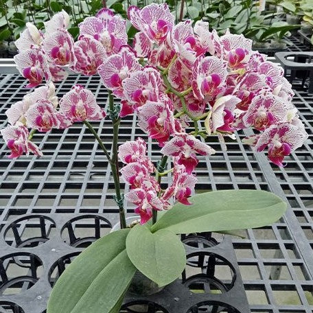 Phalaenopsis OX Madonna (peloric) 1.7"