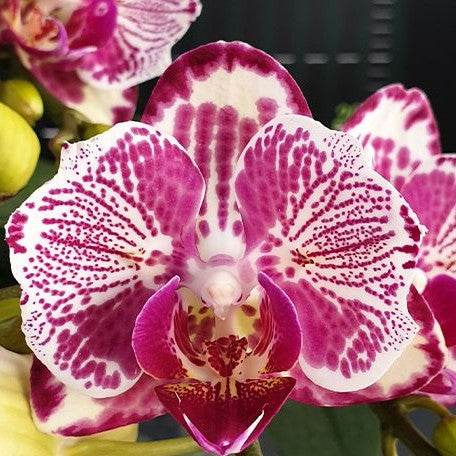 Phalaenopsis OX Madonna (peloric) 1.7"