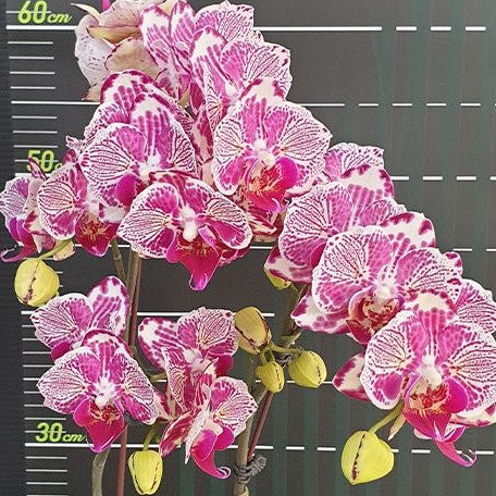 Phalaenopsis OX Madonna (peloric) 1.7"