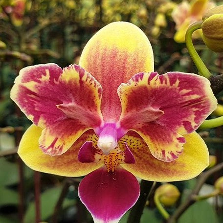 Phalaenopsis Sogo Yellowtris (peloric) (5506P:G)