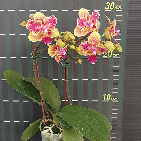 Phalaenopsis Sogo Yellowtris (peloric) (5506P:G)