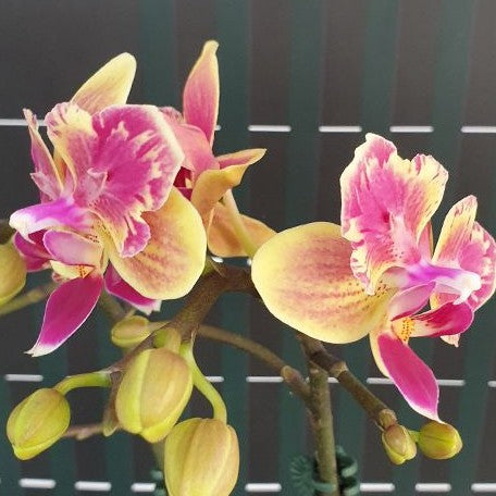 Phalaenopsis Sogo Yellowtris (peloric) (5506P:G)